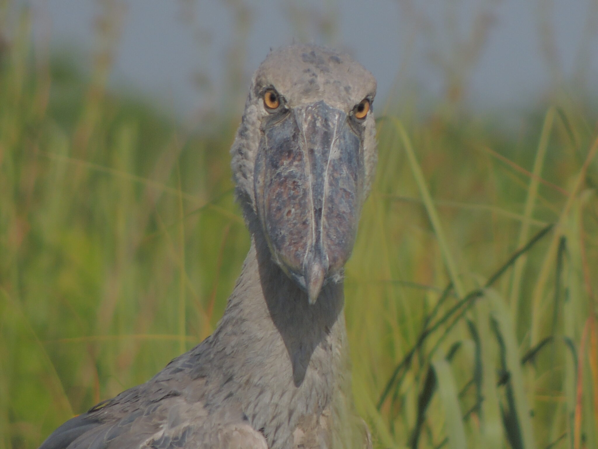 Birdwatching Guide Explore Mabamba Swamp S Stunning Bird Species