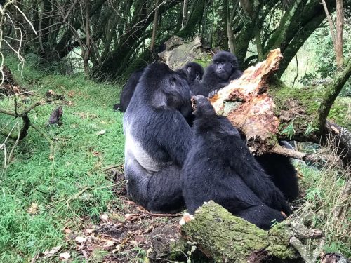 gorilla trekking