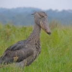 Shoebill stork