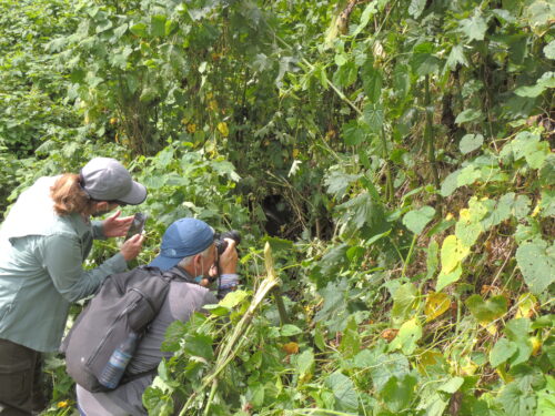 tourists spoting mountain gorillas after a successfull gorilla trekking