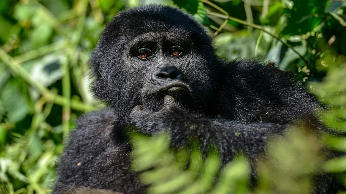 mountain gorilla