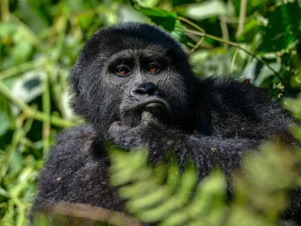 mountain gorilla